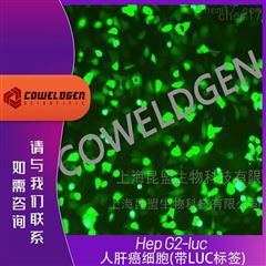 KMCC-003007-LucHep G2-luc 人肝癌细胞（带LUC标签）