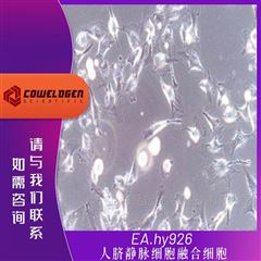 KMCC-001-1312EA.hy926 人脐静脉细胞融合细胞