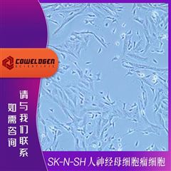 KMCC-001-0010SK-N-SH 人神经母细胞瘤细胞