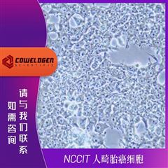 KMCC-001-1137NCCIT 人畸胎癌细胞