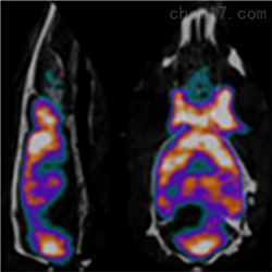 小动物PET/SPECT/CT成像技术服务PET-CT检测
