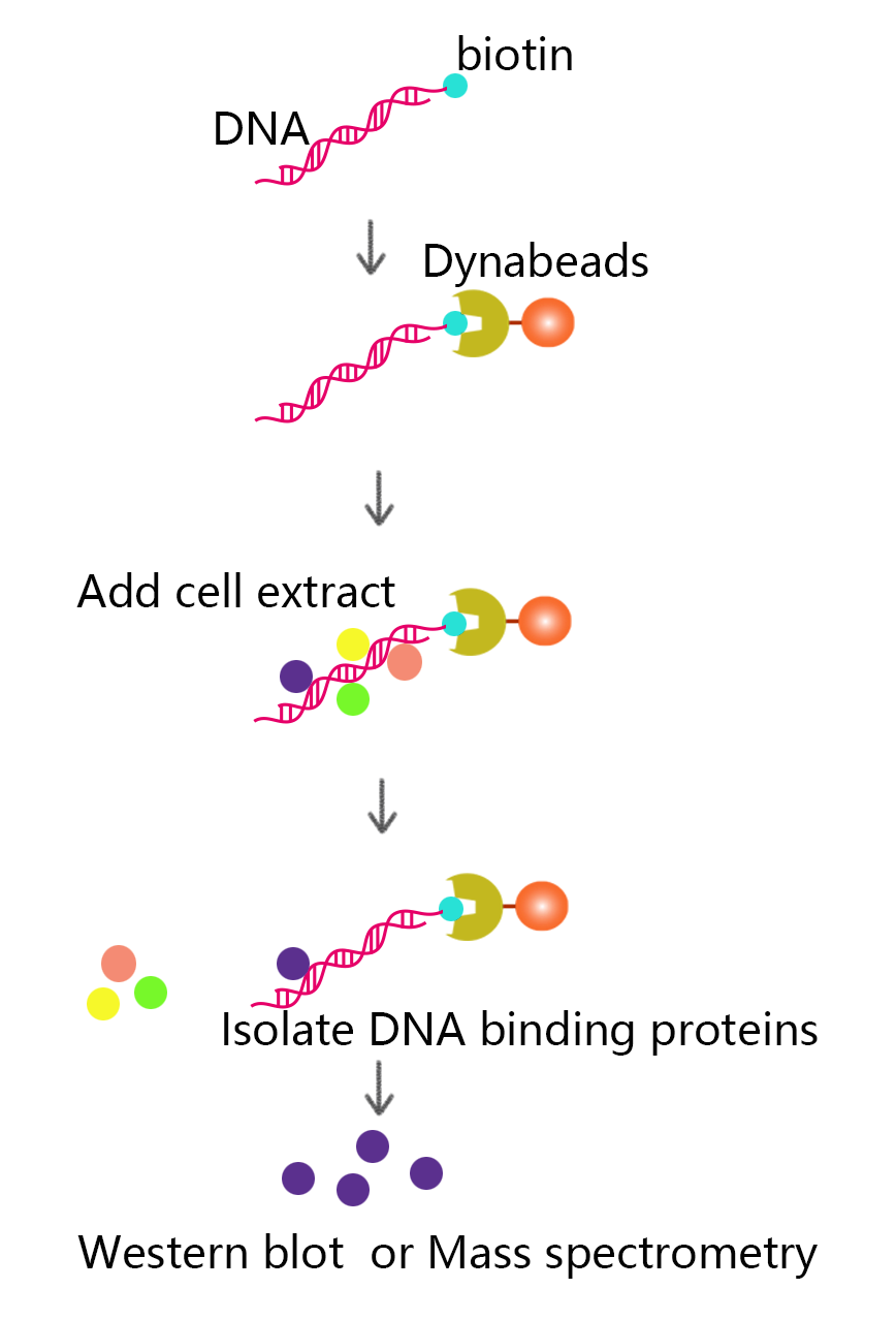 DNA pull-down.png