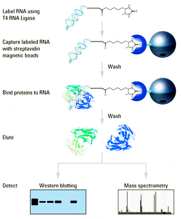 20164-001-Mag-RNA-Pull-Down.png