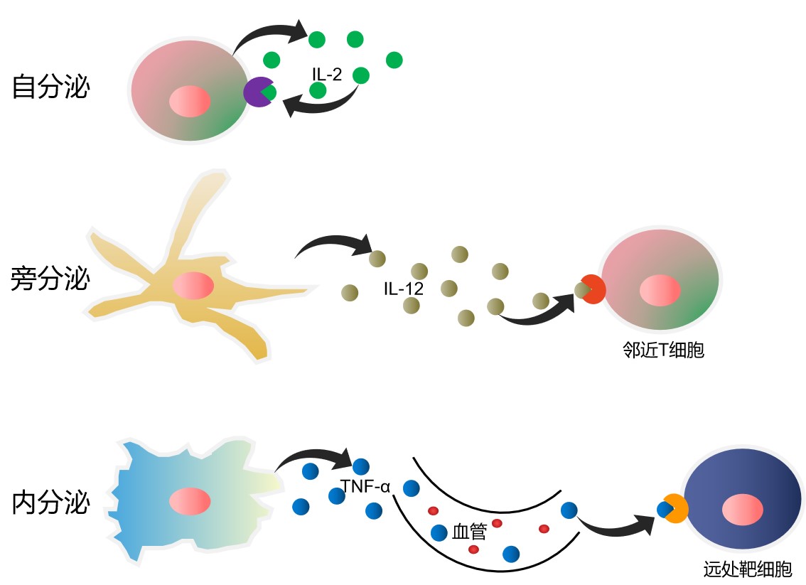 细胞因子的作用方式.jpg