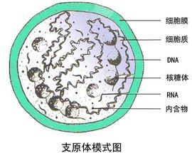 支原体模式图.jpg