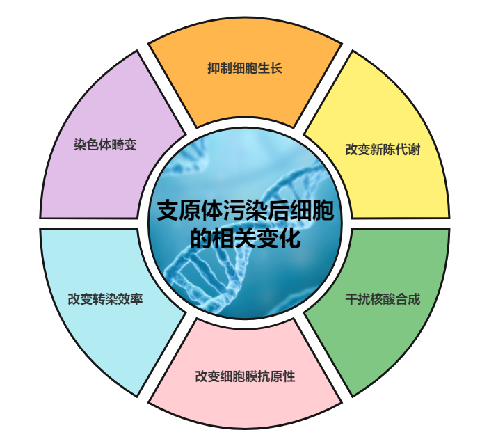 一阶扇形图.png