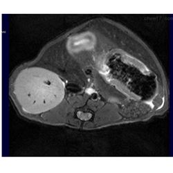 3T 7T 9.4T小动物核磁共振MRI检测服务