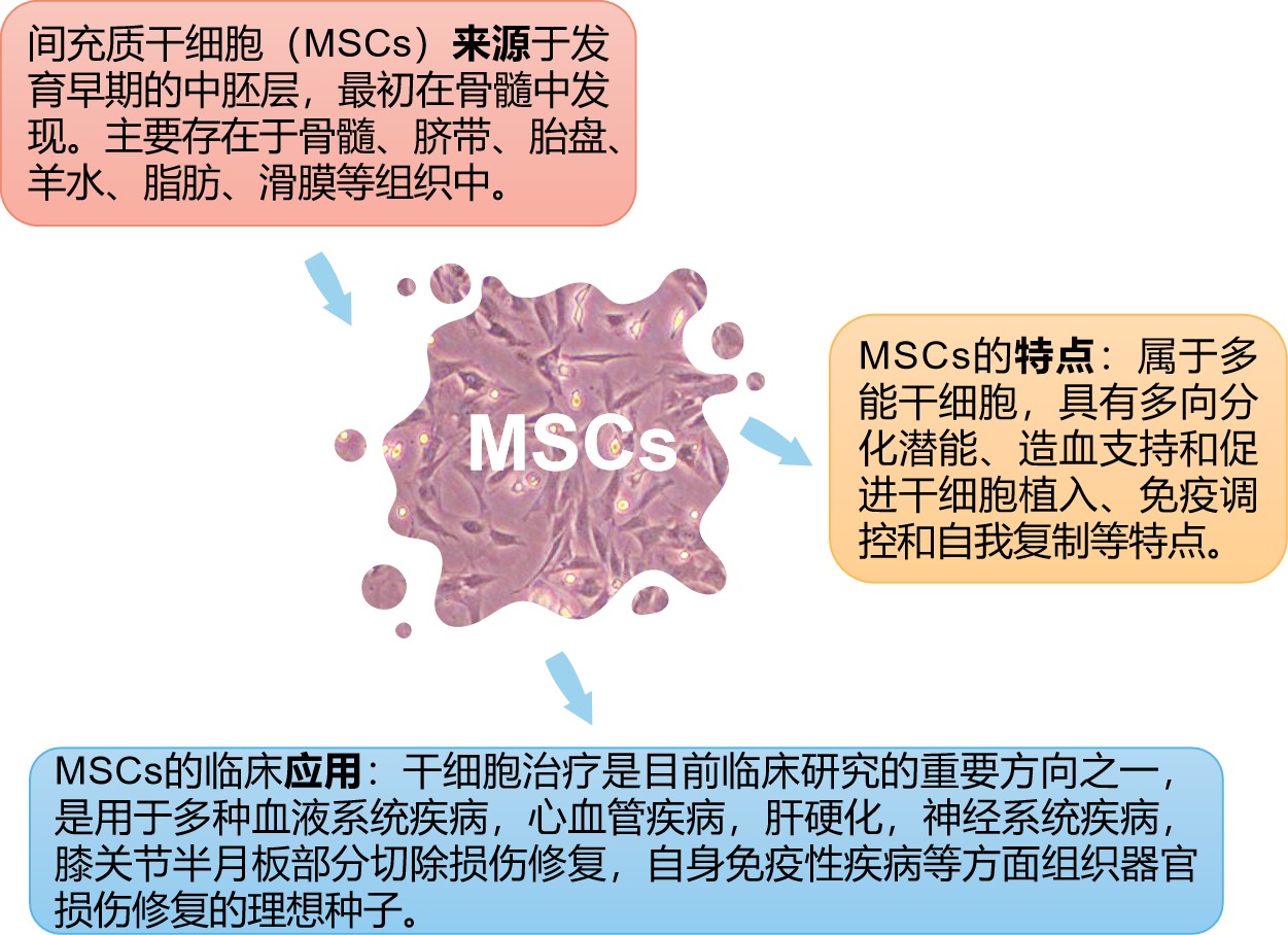 MSCs应用.jpg