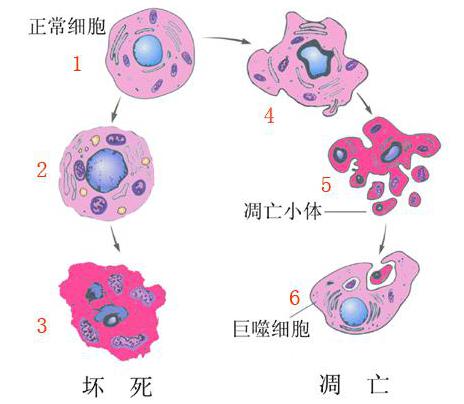 细胞凋亡.jpg