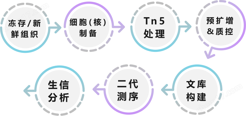 ATAC-seq技术流程.png